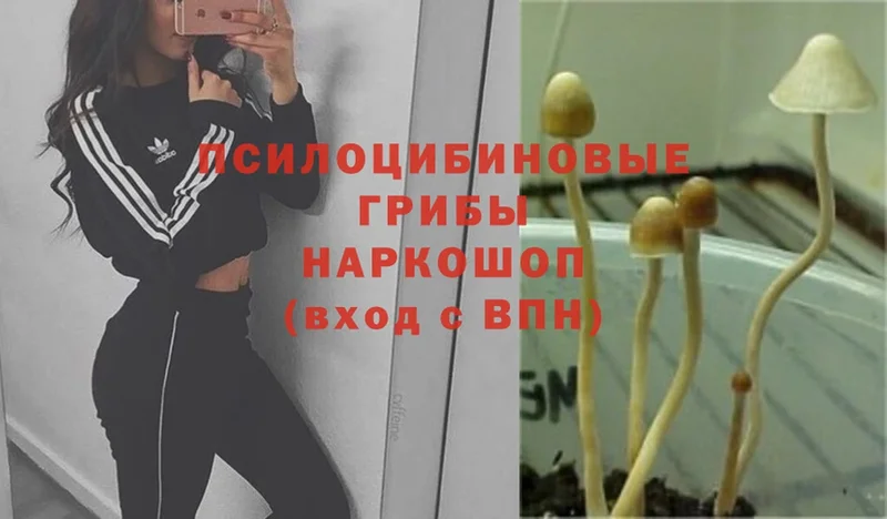 цена   Бронницы  OMG tor  Галлюциногенные грибы Psilocybe 